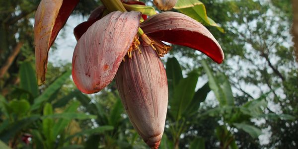 Banana flower blossom