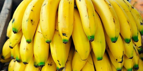 Cavendish Banana