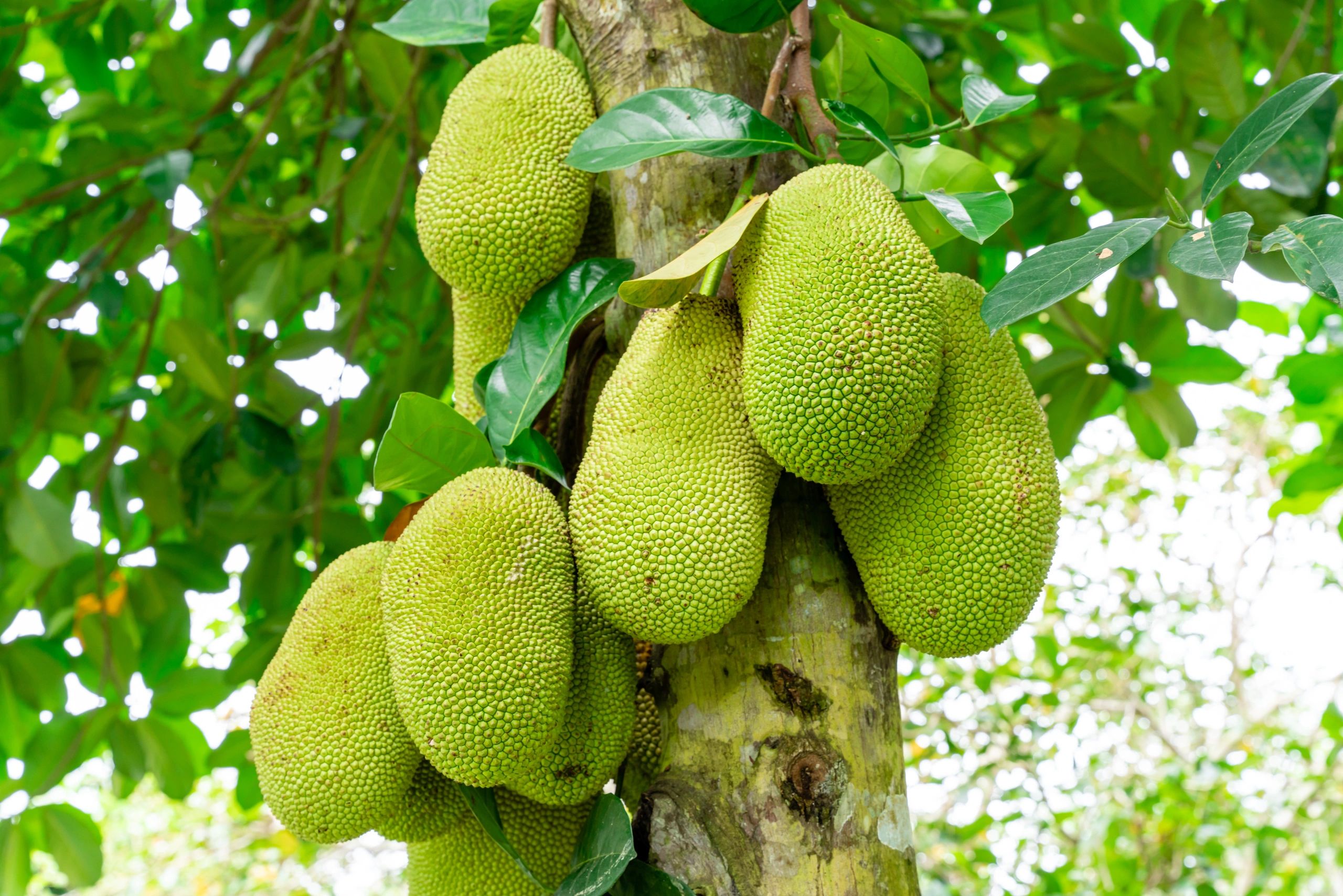 Jackfruit