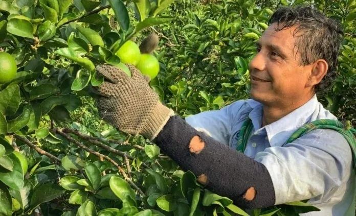 Amezcua Produce farmer harvesting fruit